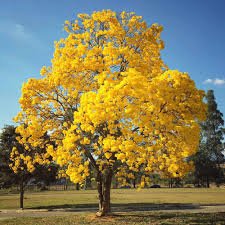 Tabebuia Yellow